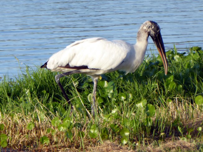 Woodstork at Bob's House